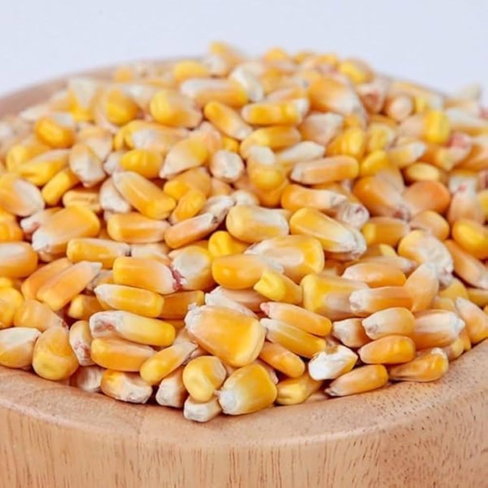 Revelation Hybrid Corn Seeds | Early High-Sugar Bicolor Sweet Corn – Heirloom, Non-GMO, High Germination Organic Garden Seeds