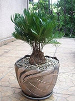 Green Zamia Floridana Heirloom Non Gmo Image