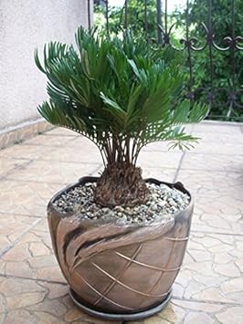 Green Zamia Floridana Heirloom Non Gmo Image