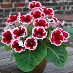 Red & White Gloxinia Heirloom Non-GMO Seeds for Planting for planting in your garden.