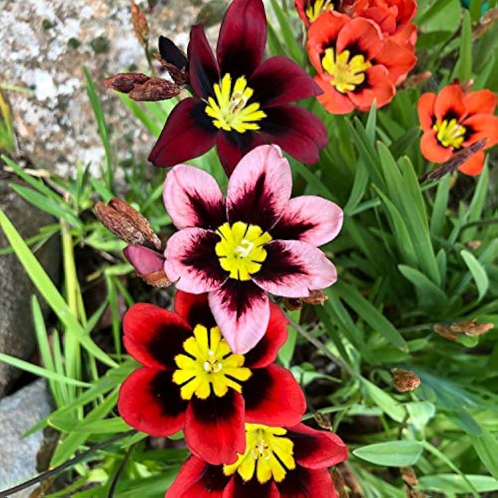 Tricolor Sparaxis Seeds Sparaxis tricolor for Planting in Flower Bed and Cottage Garden