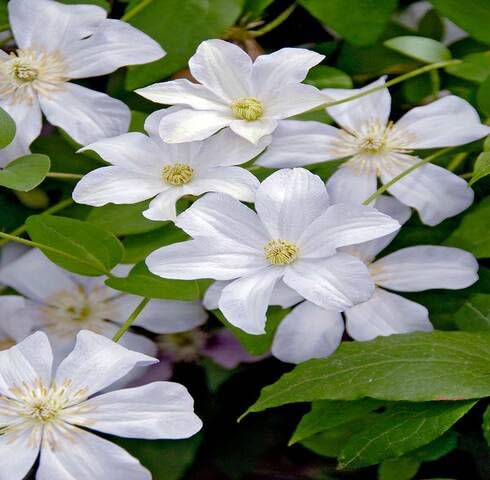 White Clematis Flower