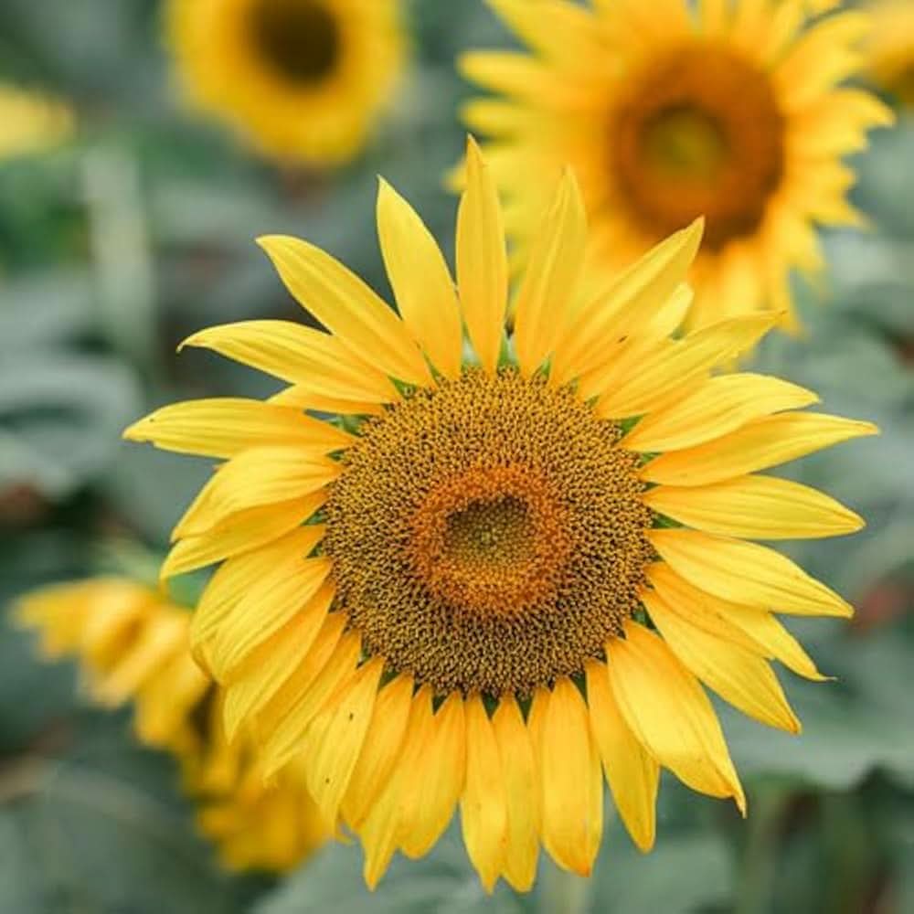 Maximillian Sunflower Flowering Seeds For Planting