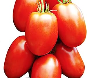 Tomato Domashniy Raznosol Solanum lycopersicum vegetable seeds for planting in kitchen garden