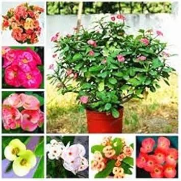 Mixed Euphorbia Milii Hybrid Flower Seeds for Planting - NON GMO Seeds Dhara Seeds