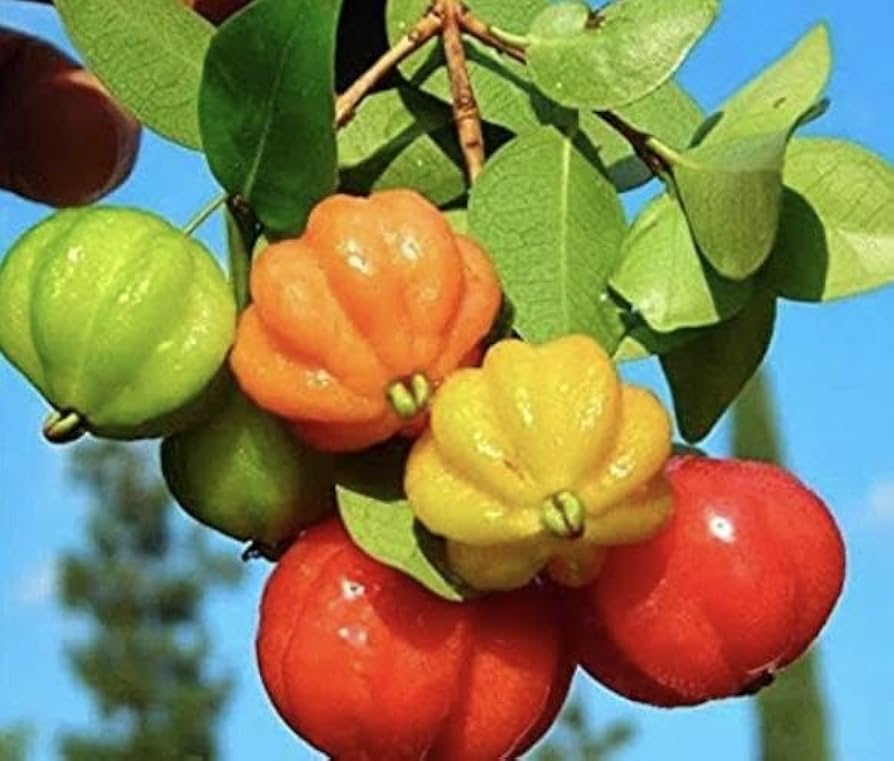 Pitanga Fruit Seeds for Planting