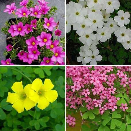 Mixed Oxalis Flower