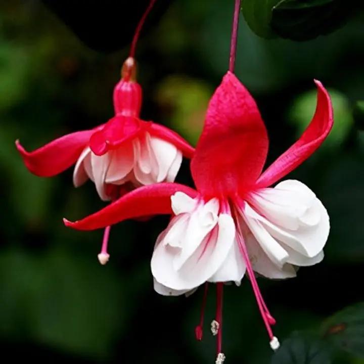 Heirloom Non-GMO Red White Fuchsia Flower Seeds for Planting – Vibrant Blooms for Home Garden Dhara Seeds