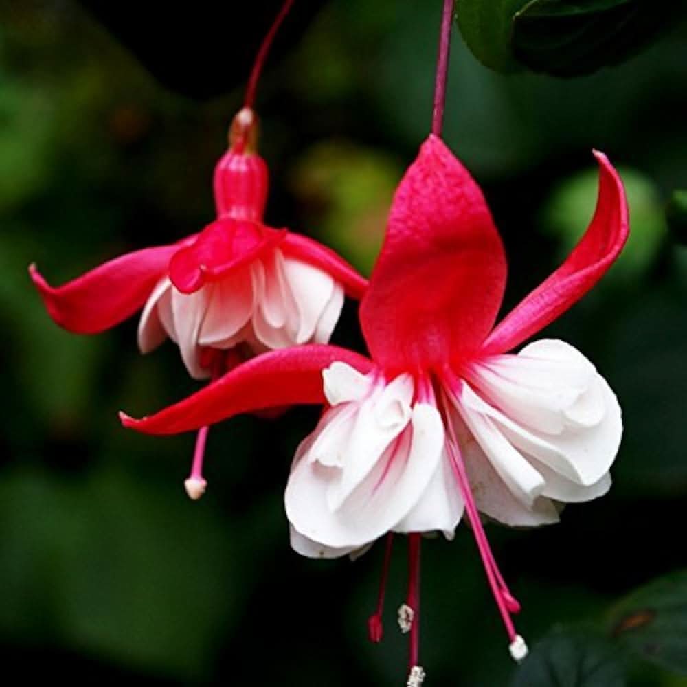 Multicolor Fuchsia Lantern Flower Indoor & Balcony Plant Seeds