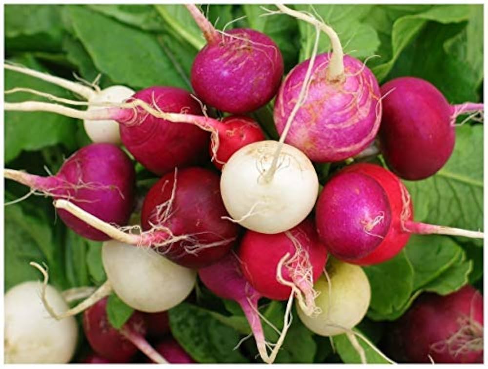 Radish Raphanus Sativus Easter Egg Mix Vegetable Seeds for Planting – Colorful Variety for Home Garden and Kids Gardening