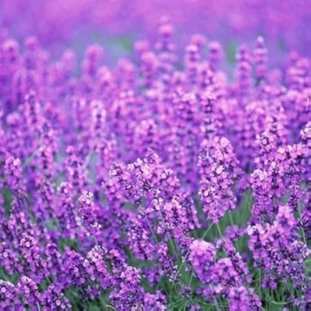 Heirloom Non-GMO Provence Lavender Flower Seeds – Pink Blooms for Planting for planting in your garden.