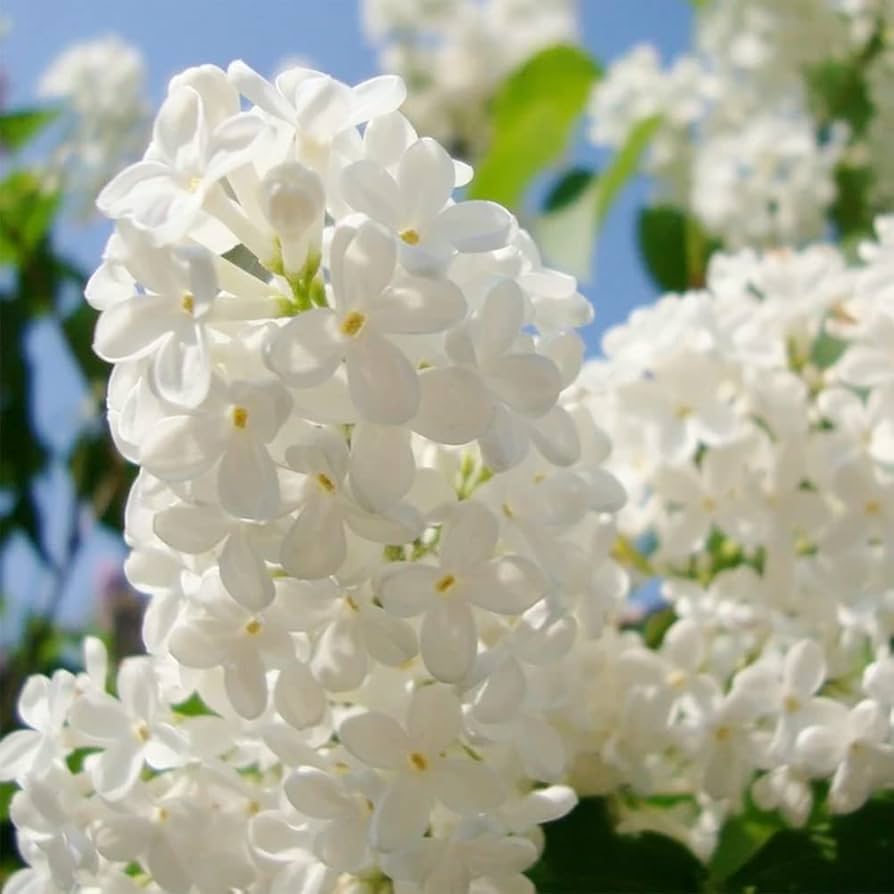 White Japanese Purple Carnation Fragrant Flowering Seeds For Planting
