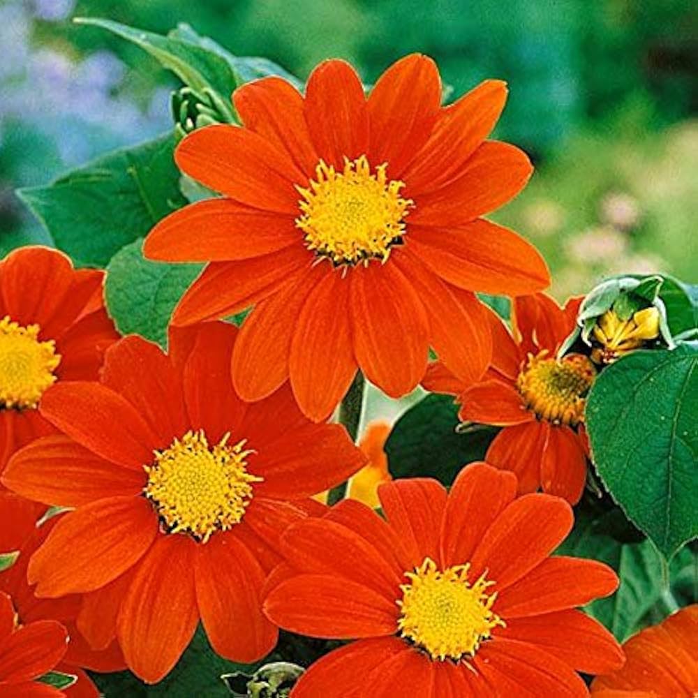 Tithonia Rotundifolia for planting in flower bed