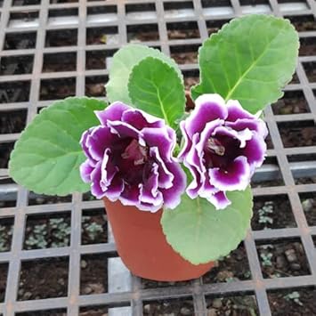 Gloxinia Flower Heirloom Non Gmo Image