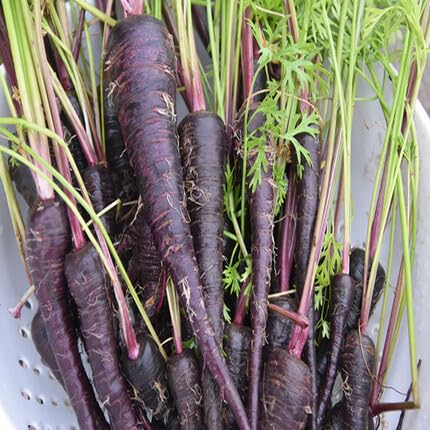 Black Carrot - Heirloom, Non - Gmo Seeds