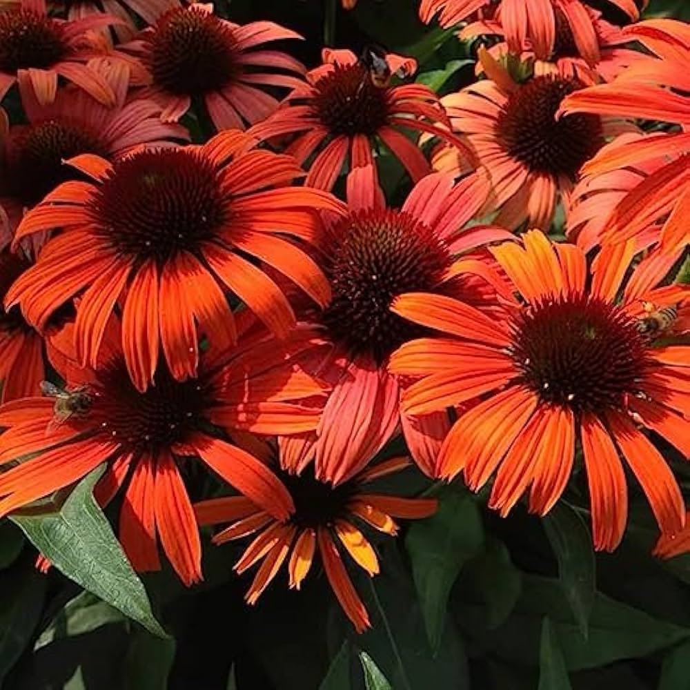 Coneflower Echinacea Purpurea Red Flower Seeds for Planting – Perfect for Pollinator Gardens and Medicinal Borders