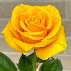 Rose Rosa Hybrida Yellow Black Flower Seeds for Planting