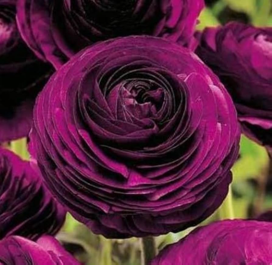 Ranunculus Ranunculus Asiaticus Flower Seeds for Planting – Great for Backyard Gardening and Cut Flower Displays