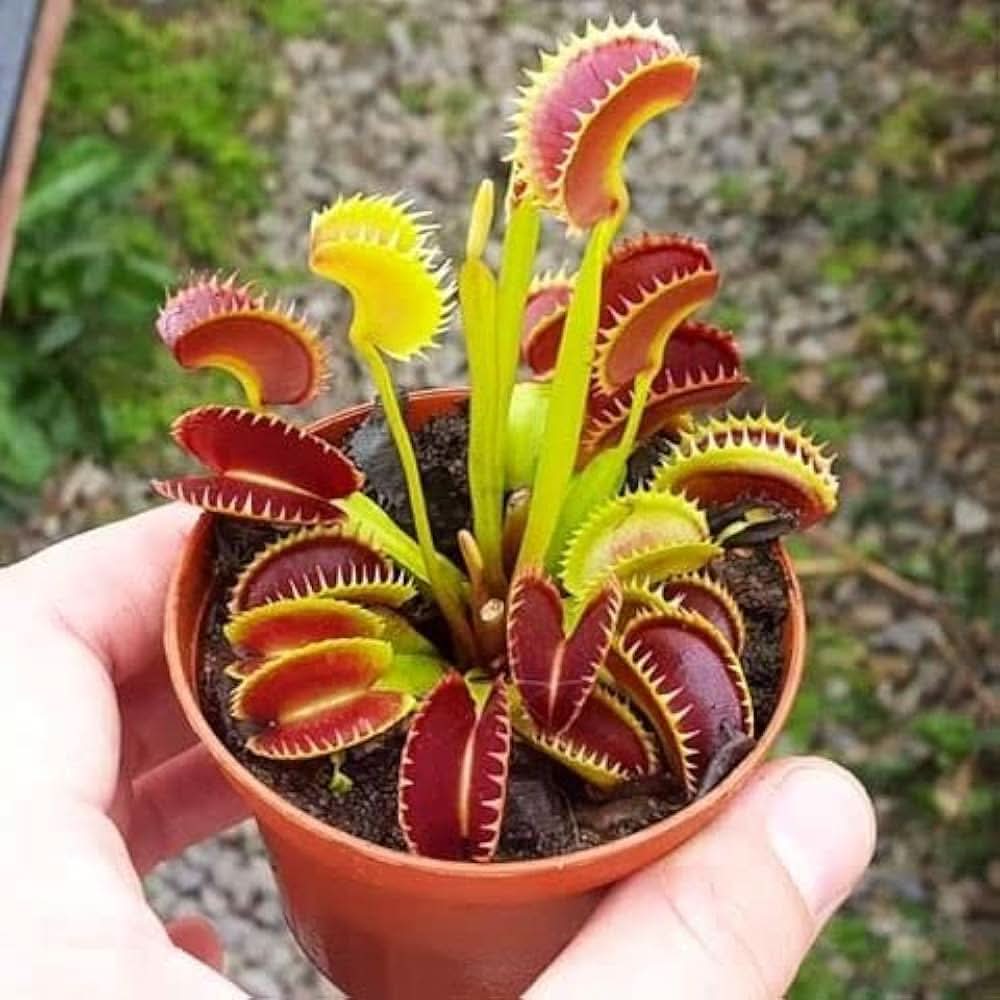 Venus Flytrap Dionaea Muscipula  Seeds for Planting in Indoor Pots and Terrarium Gardens