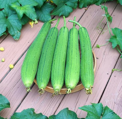 Green Luffa Gourd - Heirloom, Non - Gmo Seeds