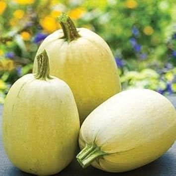 Yellow Spaghetti Vegetable Seeds for Planting, heirloom & Non-GMO Seeds