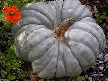 Gray Triamble Pumpkin Cucurbita maxima seeds for home garden