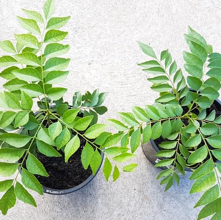 Green Curry Leaf - Heirloom, Non - Gmo Seeds