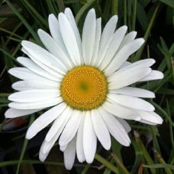 White Leucanthemum Flower Seeds for Planting – Fresh, Organic, Heirloom, Non-GMO Daisy Seeds for planting in your garden.