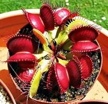 Venus Fly Trap Red Flower Seeds – Heirloom, Non-GMO Seeds for Planting Carnivorous Plants Dhara Seeds