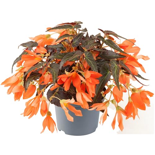 Orange Begonia Boliviensis Flower - Heirloom, Non - Gmo Seeds