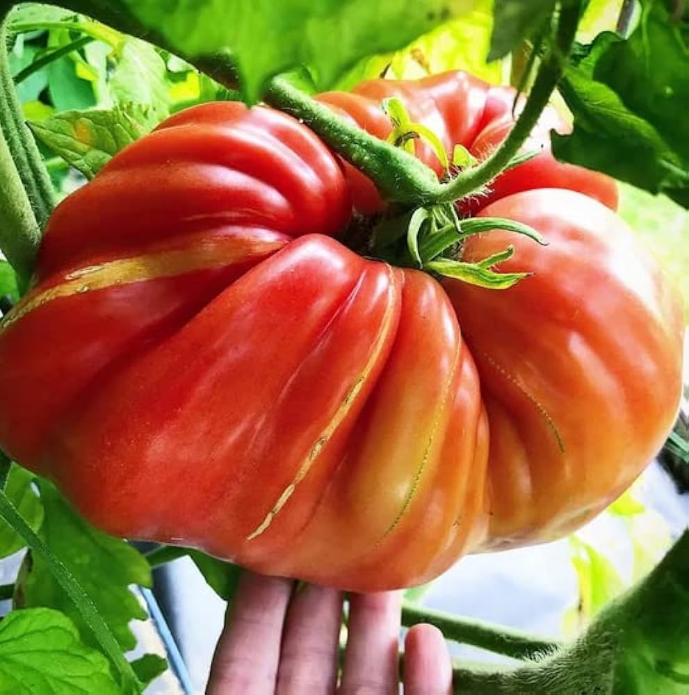 Tomato Solanum Lycopersicum Giant Vegetable Seeds for Planting – Large Fruit Variety for Backyard Garden and Slicing
