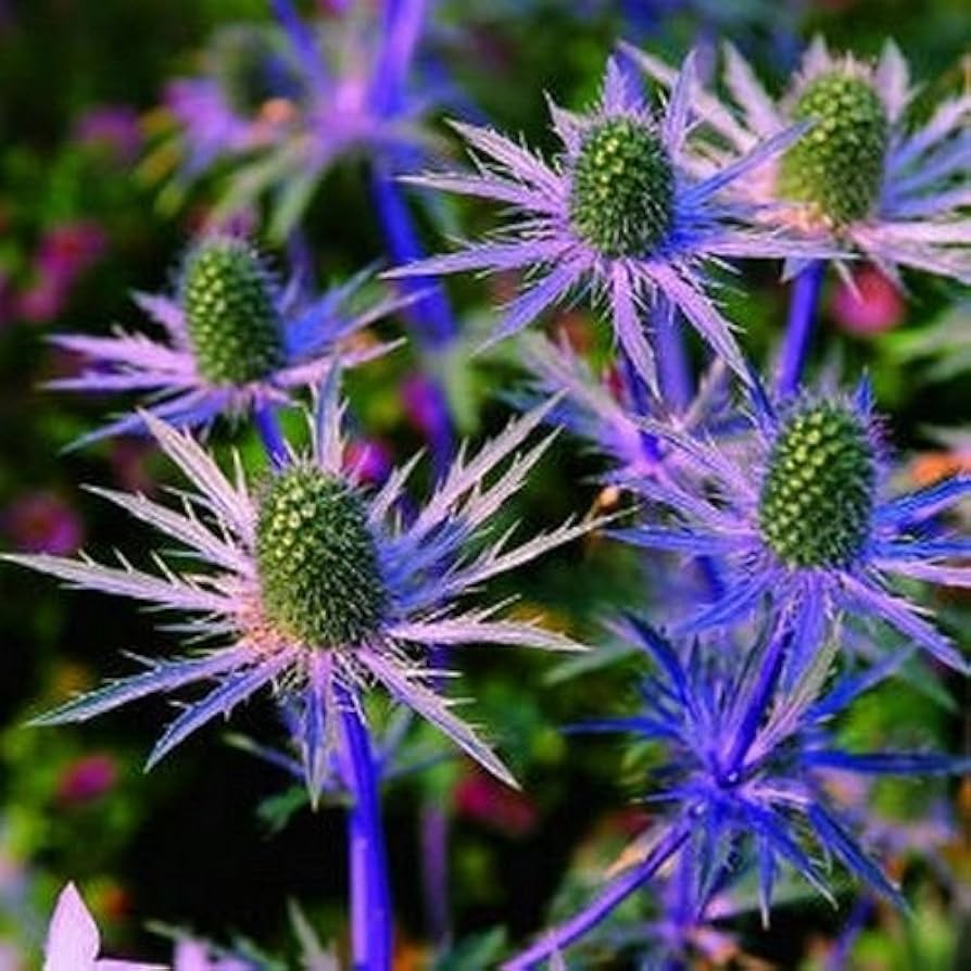 Sea Holly Eryngium Planum Seestechpalmen Blau Flower Seeds for Planting