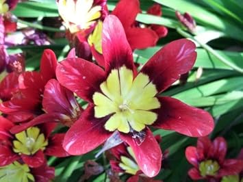 Thick Pink Sparaxis Flower Seeds for Planting - 100 pcs for planting in your garden.