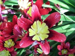 Thick Pink Sparaxis Flower Seeds for Planting - 100 pcs for planting in your garden.