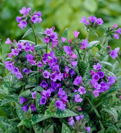 Purple Pulmonaria Flower