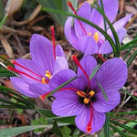 Saffron (Crocus sativus) for planting in pots or herb gardens