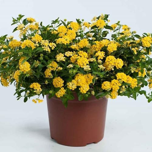 Yellow Lantana Flower - Heirloom, Non - Gmo Seeds