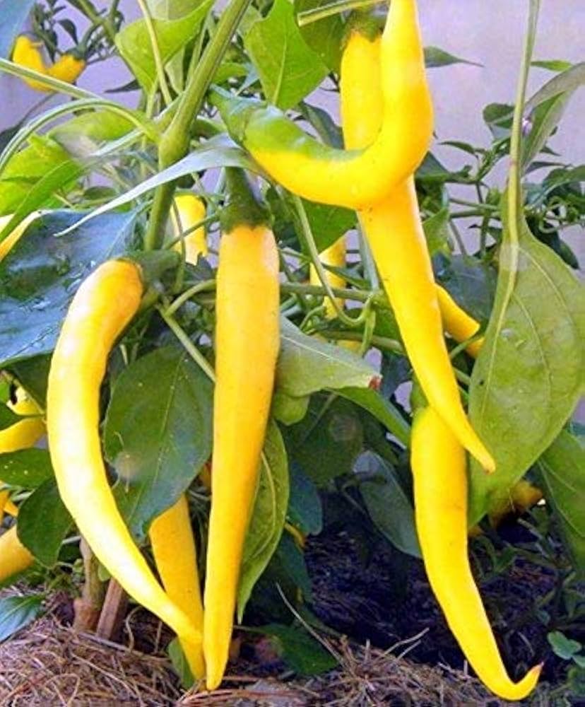 Golden Cayenne Pepper Capsicum annuum hot vegetable seeds for backyard gardening and raised beds