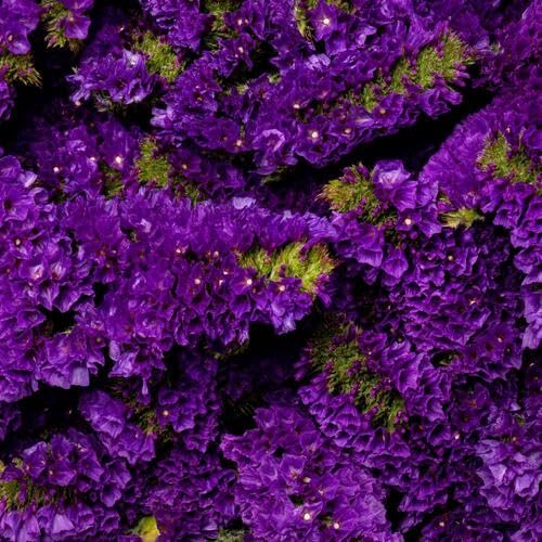 Statice Flower Purple - Heirloom, Non - Gmo Seeds