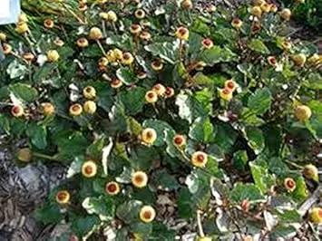 Yellow Toothache Plant Seeds for Planting - NON GMO Seeds Dhara Seeds