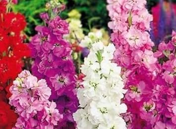 Mixed Matthiola Incana Flower Seeds – Heirloom Non-GMO Fragrant Blooms for Garden Planting seeds for planting in home garden
