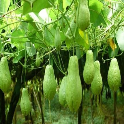 Chayote Green - Heirloom, Non - Gmo Seeds
