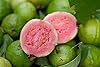 Thai Guava Seeds for Planting Psidium guajava for Tropical Garden and Home Orchard
