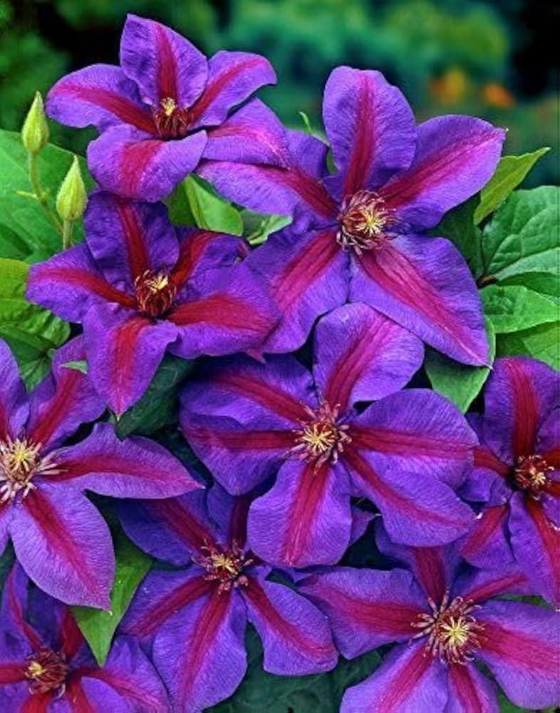Clematis Florida Thunb Violet Climbing Flowering Seeds For Planting.
