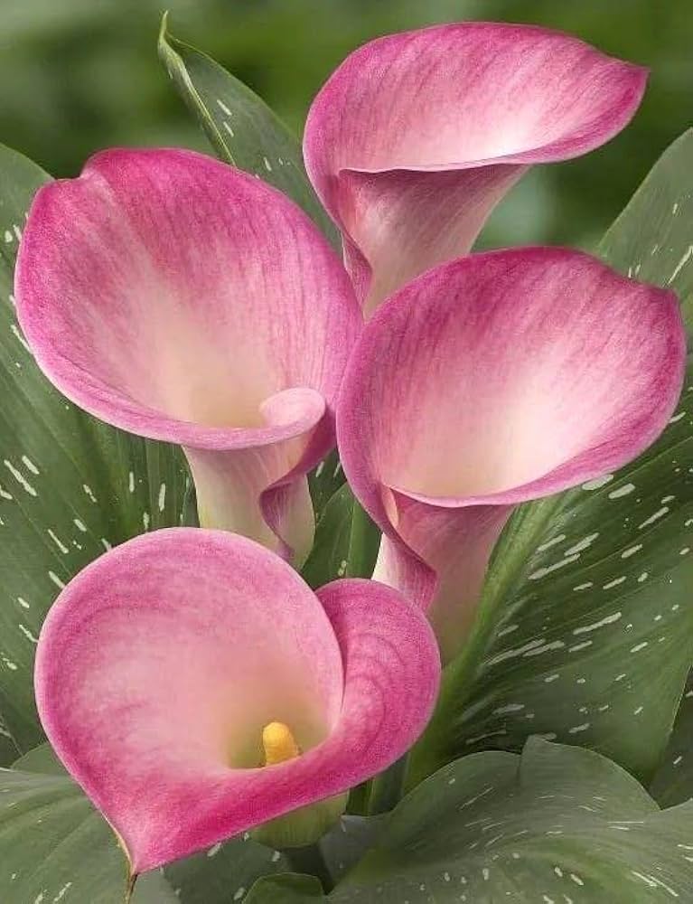 Calla Lily Zantedeschia spp. Bulbs for Planting - Ideal for Flower Bed & Urban Garden