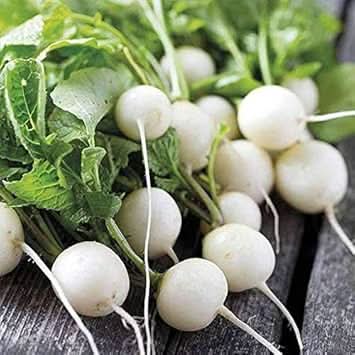 Radish Red Fruit and Vegetable Seed for Planting Cream heirloom & Non-GMO Seeds