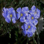 Blue Flax (Linum perenne) seeds for planting in home garden