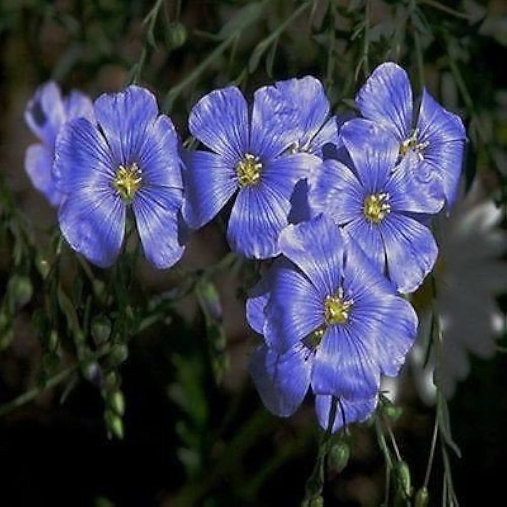 Blue Flax (Linum perenne) seeds for planting in home garden