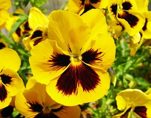 Yellow Marron Pansy Flower