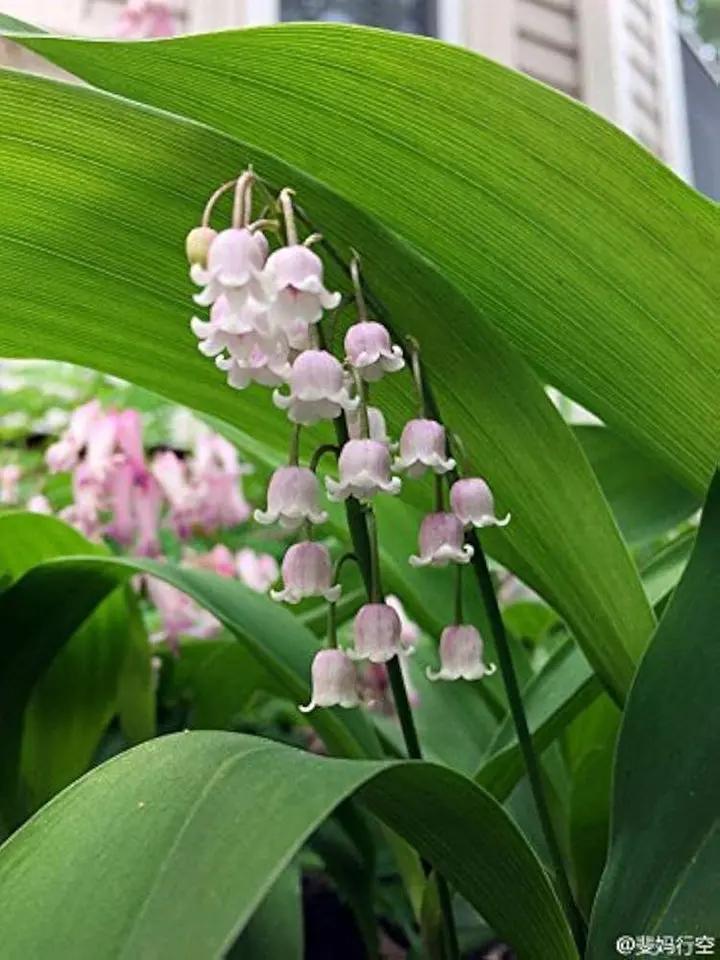 White Purple Bell Orchid Flower Seeds for Planting - NON GMO Seeds Dhara Seeds